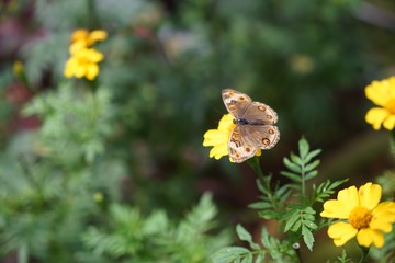 Fototapeta premium Butterfly is a beautiful bird.