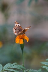 Butterfly is a beautiful bird.