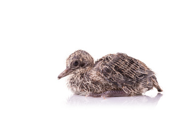 Two of baby birds on white background