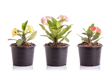 Set of Christ plant or Christ thorn in black plastic garden pot isolated on white
