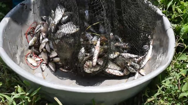 Blackchin tilapia and many freshwater fish in the basin , Fisheries in Thailand , Java barb or Silver barb with Mango fish in Thailand