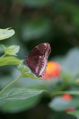 Butterfly is a beautiful bird.