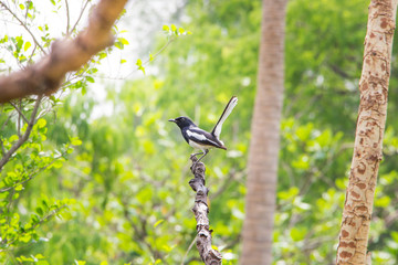 The bird sitting on tree branch