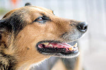 Portrait of a dog with an open mouth in a  profile close-up_