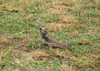 Lizard in grass