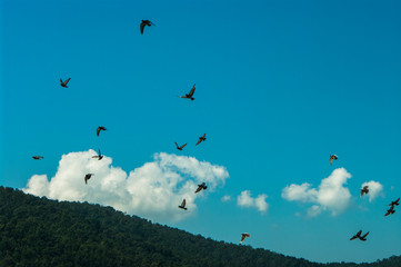 Dove in flight , Pigeons fly / Pigeons are flying in the sky