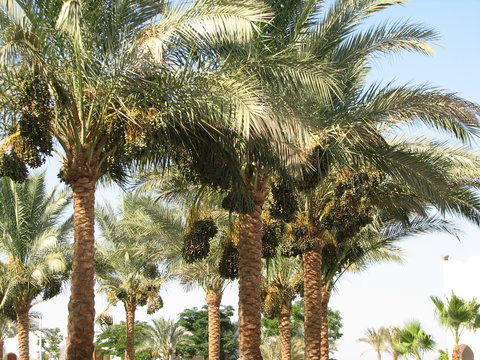 Date palms