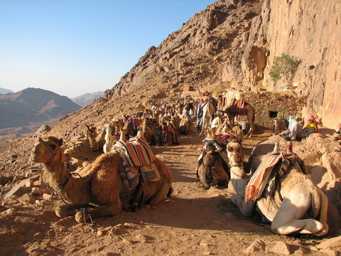 camels in sinai mountains