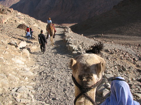 Camel ride