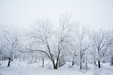 Winter trees in the snow