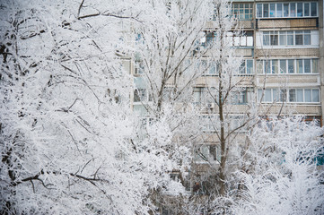 Snow-covered trees in a city park