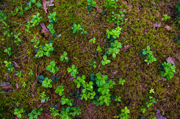 Forest Soil with Grass