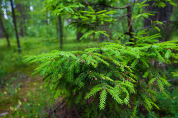 Green prickly branches of a fur-tree or pine