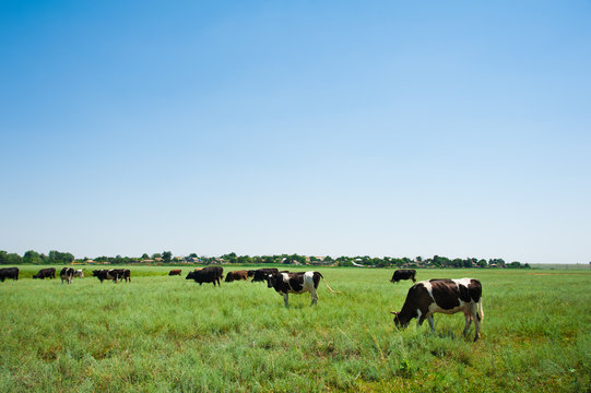 Herd of cows grazing