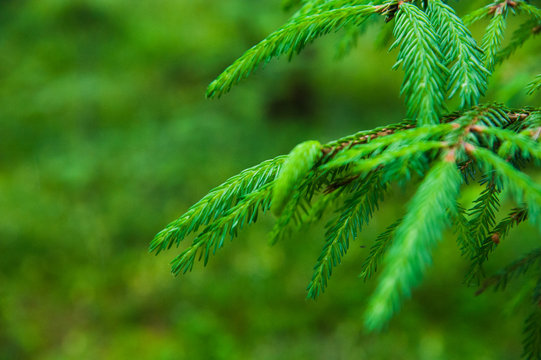 Fototapeta Green prickly branches of a fur-tree or pine