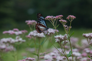 アサギマダラとフジバカマ