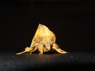  Drinker Moth, Euthrix potatoria, male
