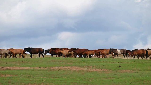 Herd of horses in grassland near mongolian sand dune desert Altan Els. Mongolia