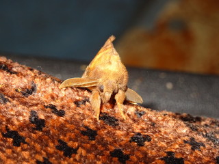 Drinker Moth, Euthrix potatoria, male