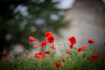 Poppies for Remembrance Day