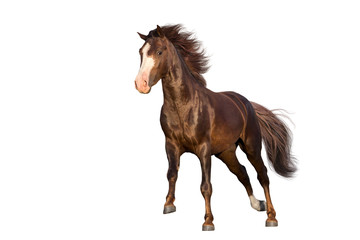 Red horse run gallop isolated on white background