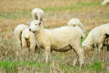NEWZEALAND, APRIL 2017, Sheep group eating grass beside the road to Queentown.