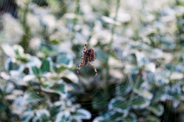 Spinne im Netz im Gebüsch