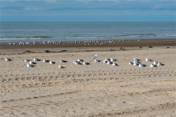 mouettes sur le sable de la plage du Touquet dans le Pas-de-Calais en France
