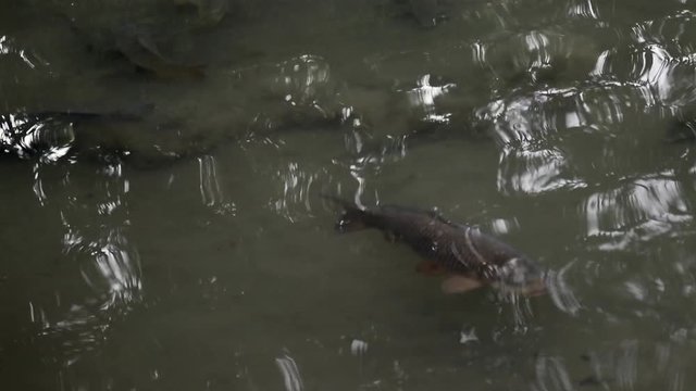 Fish and ducks gracefully swimming together in shallow water. 
Shot with a Canon 80d in daylight.