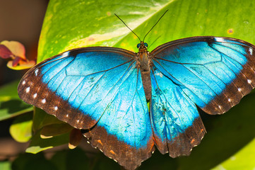 butterfly on leaf