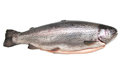 fresh trout fish on white background
