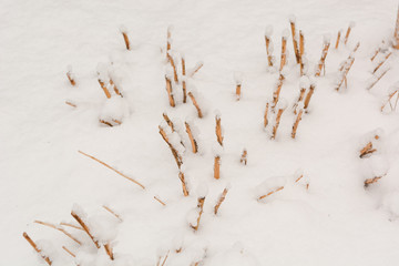 Small bushes stand in the snow. Snow cover. Dried flowers stand in the snow.
