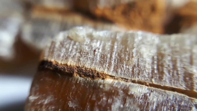 Fossilized Belemnits On White. Macro Close-Up Studio Shot.