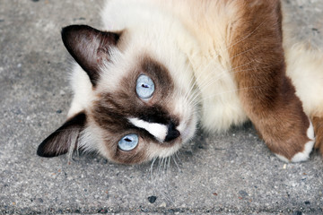 Blue-eyed Siamese cat relaxing in Thailand