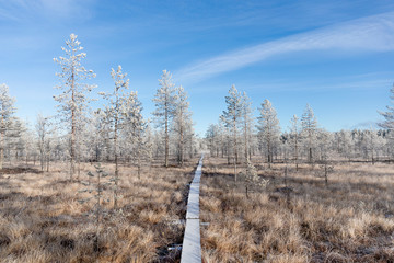 Sun and frost in a swamp