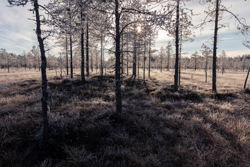 Pines in swamp