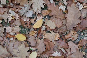 Herbstlicher Laubhaufen