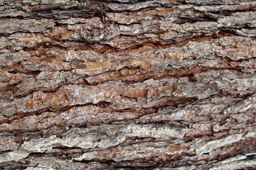 Pine Bark Surfaces Texture - 231825346