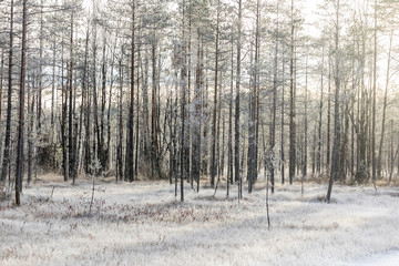 Frost in Pine forest