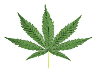 Cannabis plant leaf isolated on white background. 3D illustration
