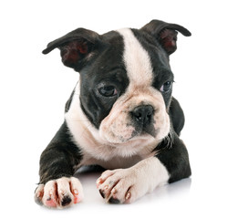 puppy boston terrier