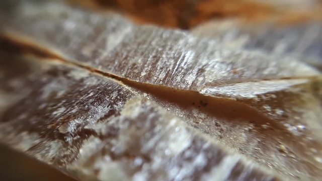 Fossilized Belemnits On White. Macro Close-Up Studio Shot.