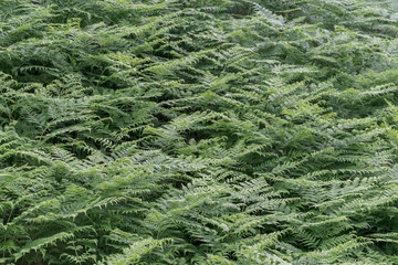 Green texture background