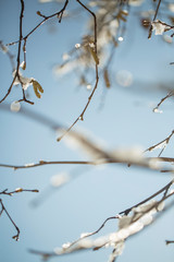 Frozen branch with burgeons. Ice, winter, spring