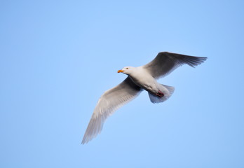 Glaucous Gull (Larus hyperboreus) on the wing - Arctic
