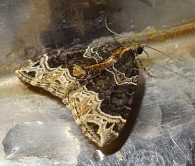 Phoenix Moth, Eulithis prunata