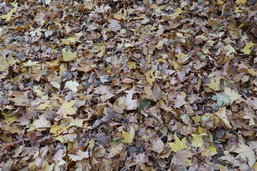 Herbstlicher Laub Haufen