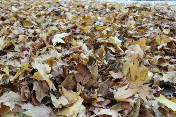 Herbstlicher Laubhaufen