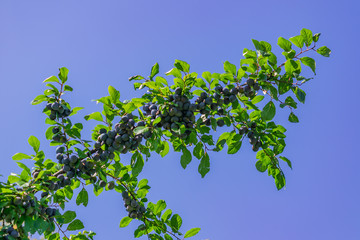Branch of the plum tree lit by the sun. Purple juicy fruits  in the orchard