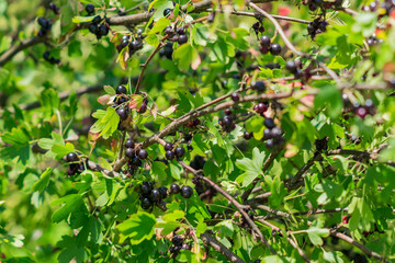 Branch of the black currant lit by the sun. Purple juicy berries  in the orchard